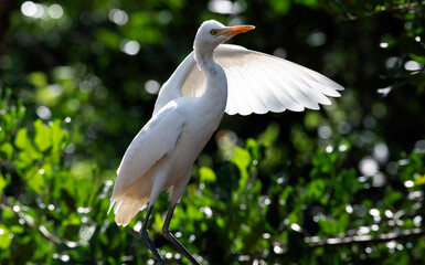 Egret (Ardea alba)