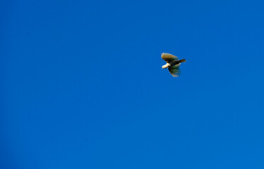 Little Corella (Cacatua sanguinea)