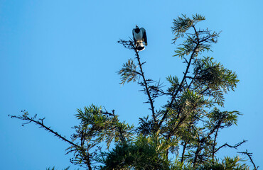 Magpie-Lark (Grallina cyanoleuca)