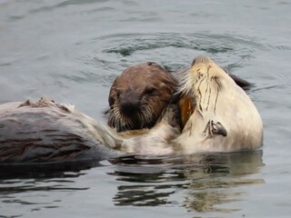 Baby Sea Otter rests head on mother