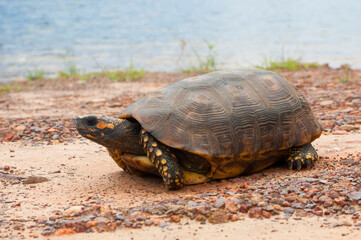 tortoise on the edge of a lake