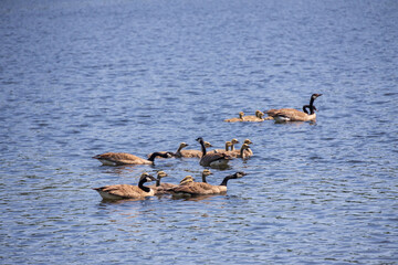 Canada Geese and chicks swimming in a lake