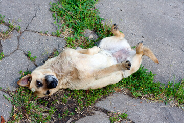 Mongrel dog lies on pavement on its back and paws up. domestic dog shows his belly.