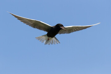 Black Tern in flight against a clear blue sky