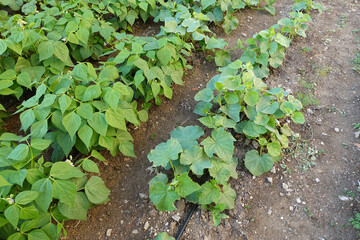 bean farming, organic and natural table bean plant in the garden,