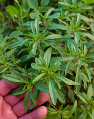 close-up thyme plant, green thyme herb, which is a medicinal herb,
