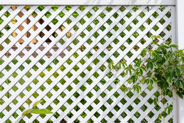 A fragment of a white vinyl fence and a climbing wild grape parthenocissus grapes. Fencing of the...