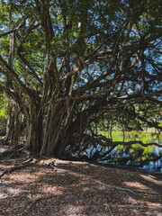 There is a beautiful old tree on the bank of the river. Soft focus