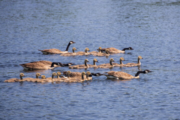 Canada Geese and goslings swimming in a lake