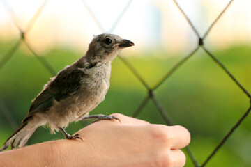 Baby Thraupis sayaca (sanhaçu-cinzento) in woman's hand