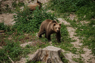 Naklejka na ściany i meble The bear is walking through the forest. Brown bear in the forest