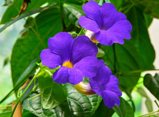 fioletowe kwiaty Thunbergia battiscombei  © kateej