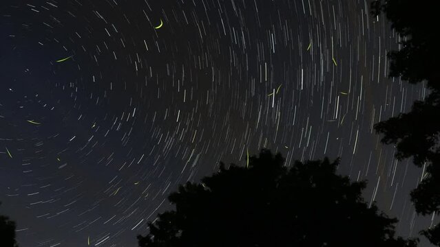 Star trail time lapse with stars moving in a circular pattern and fireflies or lightning bugs painting yellow streaks in the night sky with a silhouette of deciduous trees in the foreground.