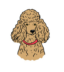 Poodle dog face. Vector cartoon portrait of a dog. Pets, dog lovers, animal themed design element isolated on white background.