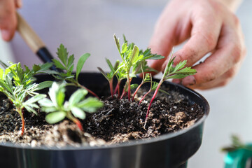 Home gardening, transplanting flowers at home. Repotting a potted plant seedlings.
