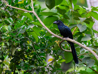 Greater Ani on tree branch against green leaves