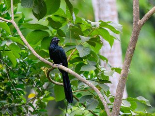 Greater Ani on tree branch against green leaves