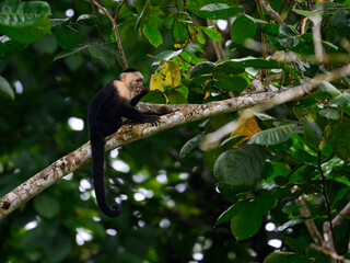 Capuchin Monkey sitting on tree branch against green leaves