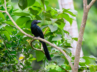 Greater Ani on tree branch against green leaves