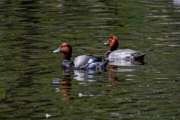 Male redhead (Aythya americana), north American Waterfowl. Americam migration bird.