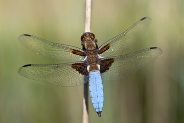 Close-up of a flat-bellied dragonfly (Libellula depressa) with a blue and brown body and transparent wings.