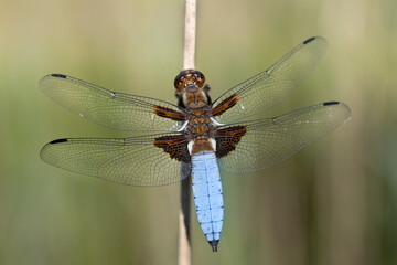 Close-up of a flat-bellied dragonfly (Libellula depressa) with a blue and brown body and...