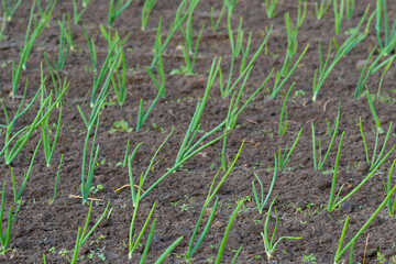 Onion plantation in the garden. Selective focus