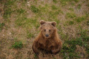 The bear stands on two legs. Brown bear in the forest