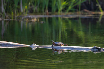 Painted turtle resting on a log in the  lake