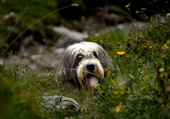 Fototapeta premium dog in the grass