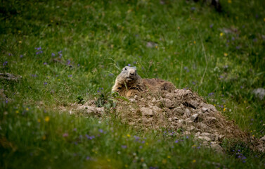 marmot on the grass