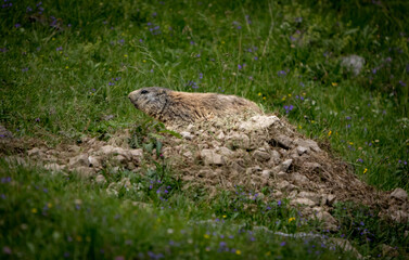 marmot in the grass