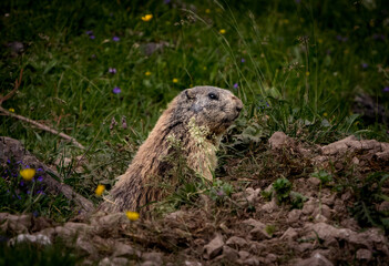 marmot in the woods