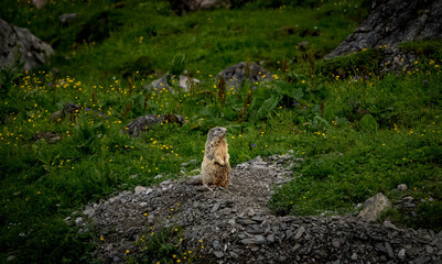marmot in the grass