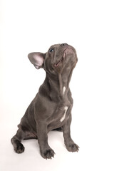 Gray French bulldog puppy shoot on studio on white background