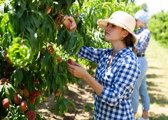 Young woman in hat picking peaches in garden at sunny day outdoor