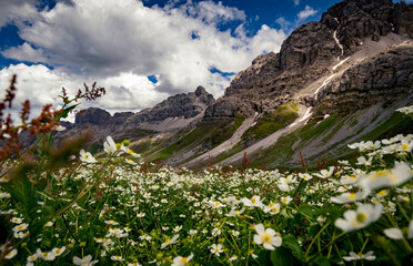 Fototapeta premium alpine meadow in the mountains