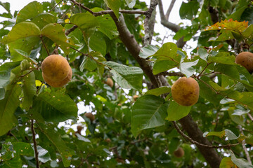 木に実るタイの果物グラトーン