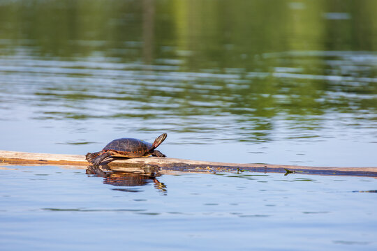 Painted Turtle resting on log in river