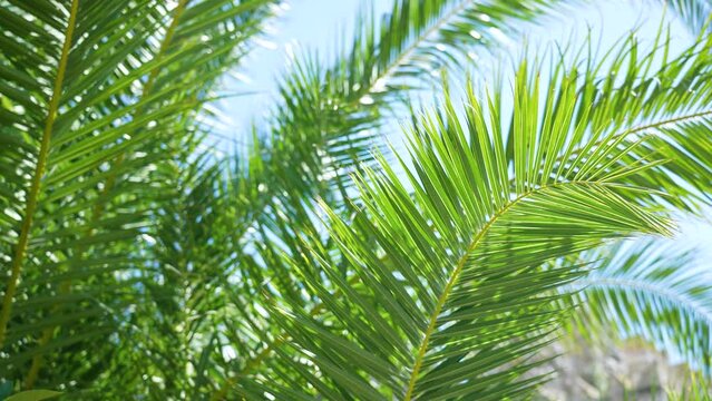 Fresh healthy leaves of green palm or coconut tree isolated on clear sunny cloudless blue sky. 4k stock abstract natural tropical video background