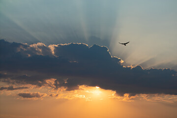 The Sun hid behind the clouds. Rays of light from the Sun. Yellow and blue. Bird in the Sky