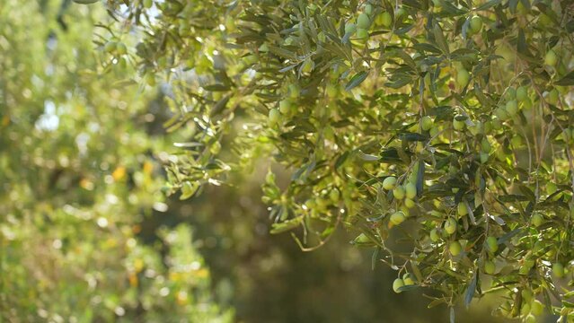 Close up view 4k stock video footage of green branches of oilve trees isolated on sunny clear blue sky background with magic sparkling sunset sunlight through branches and leaves. Olive trees backdrop