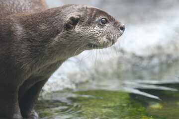 コツメカワウソ