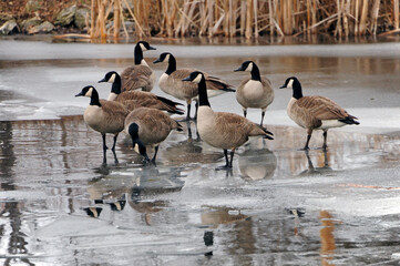 Canadian Geese On Winter Ice