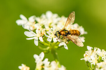 Broad Centurion Fly, Green Soldier Fly, Chloromyia formosa