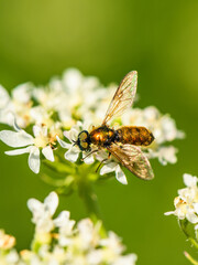 Broad Centurion Fly, Green Soldier Fly, Chloromyia formosa