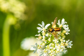 Broad Centurion Fly, Green Soldier Fly, Chloromyia formosa