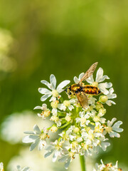 Broad Centurion Fly, Green Soldier Fly, Chloromyia formosa