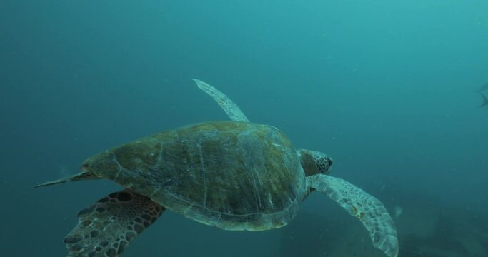 Sea turtle resting in a shipwreck Espiritu santo National Park, Baja California Sur,Mexico.