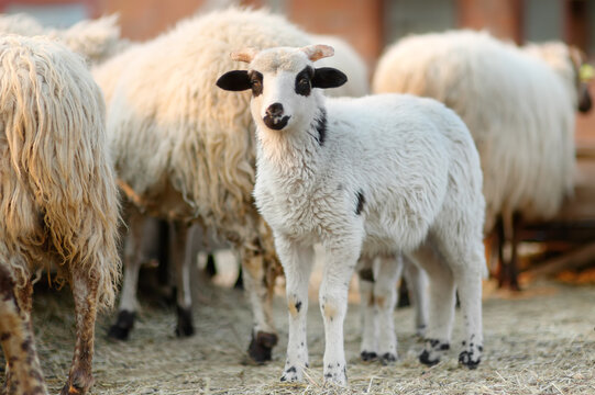 Small lamb on background of sheeps in corral on the farm. Bio organic healthy food and wool production. Growing livestock is a traditional direction of agriculture. Animal husbandry.